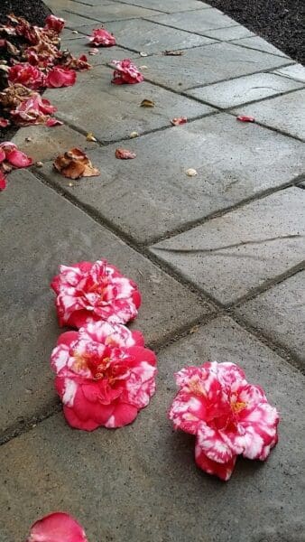 Garden Center by Classic Landscaping