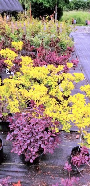 Garden Center by Classic Landscaping
