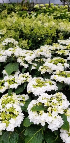 Garden Center by Classic Landscaping