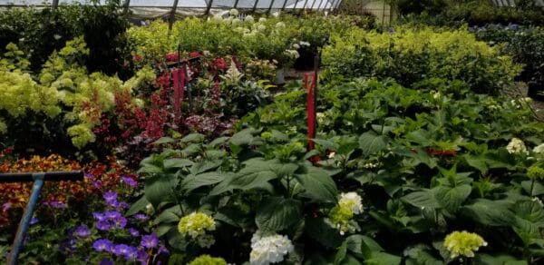 Garden Center by Classic Landscaping