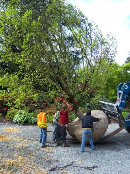 Classic Landscaping Design and Construction workers in Greater Seattle