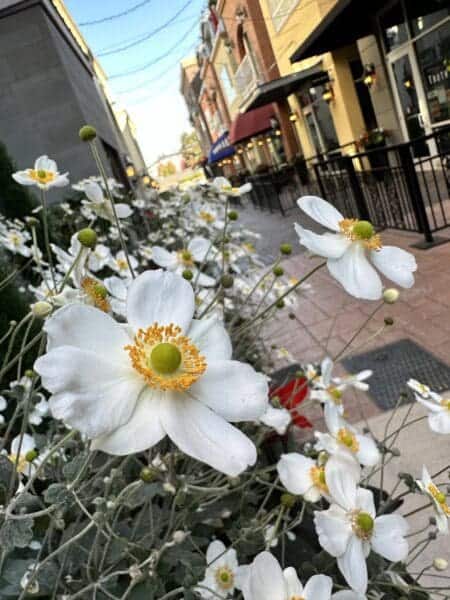 Flowers by Classic Landscaping