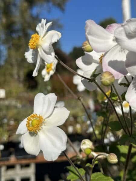 Flowers by Classic Landscaping