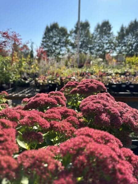 Flowers by Classic Landscaping