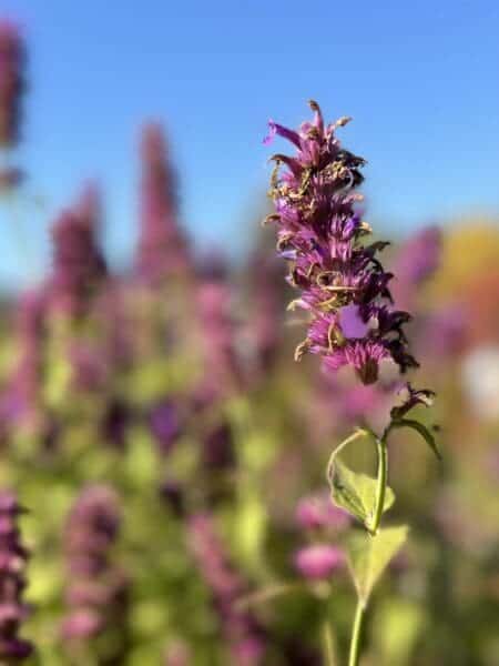 Flowers by Classic Landscaping