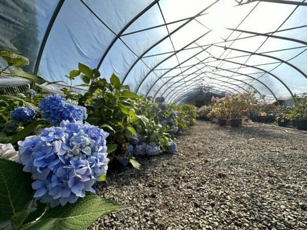 Flowers by Classic Landscaping
