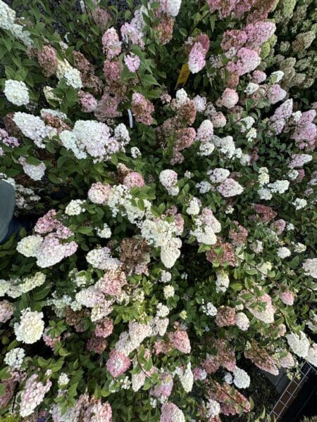 Classic Landscaping Flowers in Greater Seattle