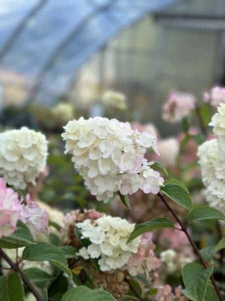 Flowers by Classic Landscaping
