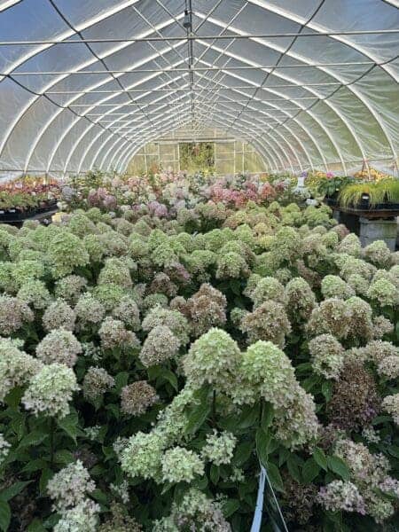 Classic Landscaping Greenhouse in Greater Seattle