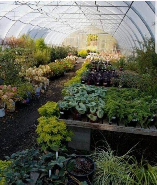 Classic Landscaping Design and Construction greenhouse in Greater Seattle