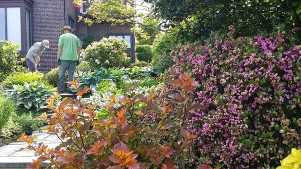 Classic Landscaping horticulturist planting in residential garden