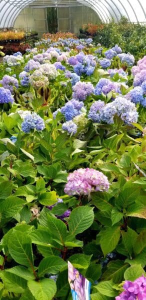 Plants and materials at Classic Nursery garden center by Classic Landscaping in Greater Seattle