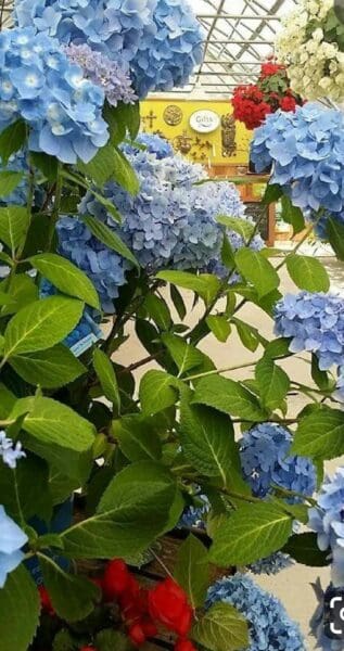 Plants and materials at Classic Nursery garden center by Classic Landscaping in Greater Seattle