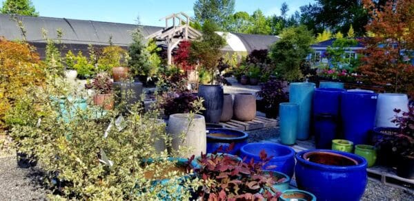 Plants and materials at Classic Nursery garden center by Classic Landscaping in Greater Seattle