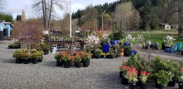 Plants and materials at Classic Nursery garden center by Classic Landscaping in Greater Seattle