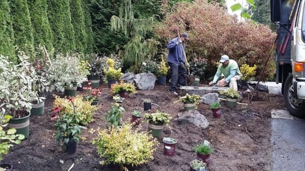 Classic Landscaping horticulture crew planting in residential garden