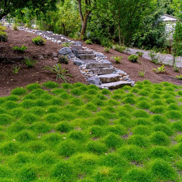 Natural stone fire pit and gathering area integrated into terraced Sammamish WA landscape design by Classic Landscaping