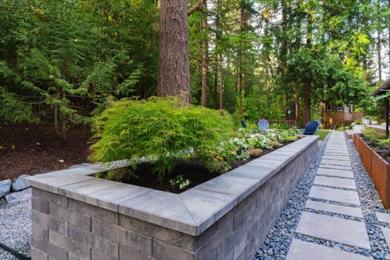 Japanese Maple Care Guide for Seattle Yards