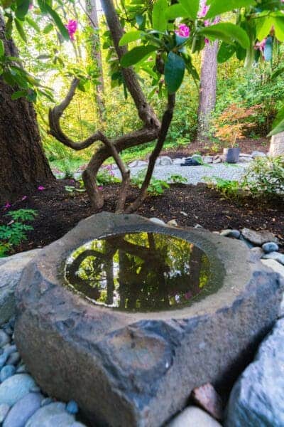 Japanese-style stone water basin tsukubai with river rocks under blooming camellia tree in woodland garden