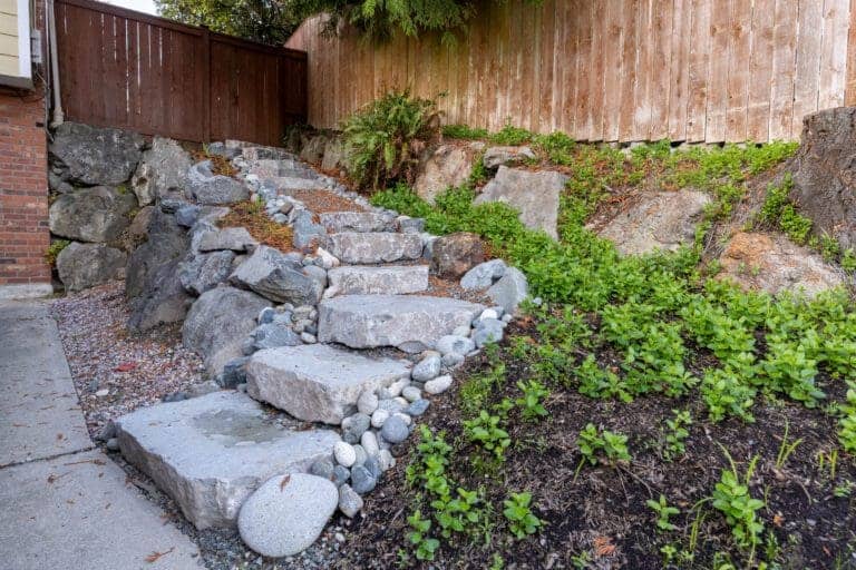 Best Ground Covers for Shaded Areas in the PNW